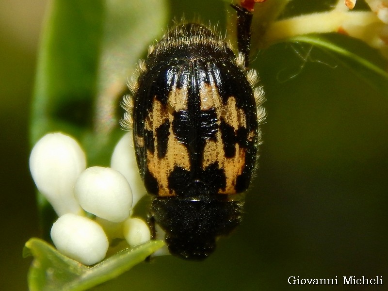 Rutelidae: Exomala campestris Latr. (= succincta Lap. de Cast.)